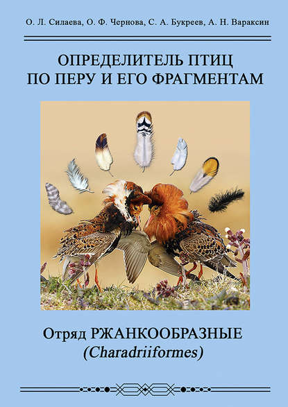 Определитель птиц по перу и его фрагментам. Отряд Ржанкообразные (Сharadriiformes)